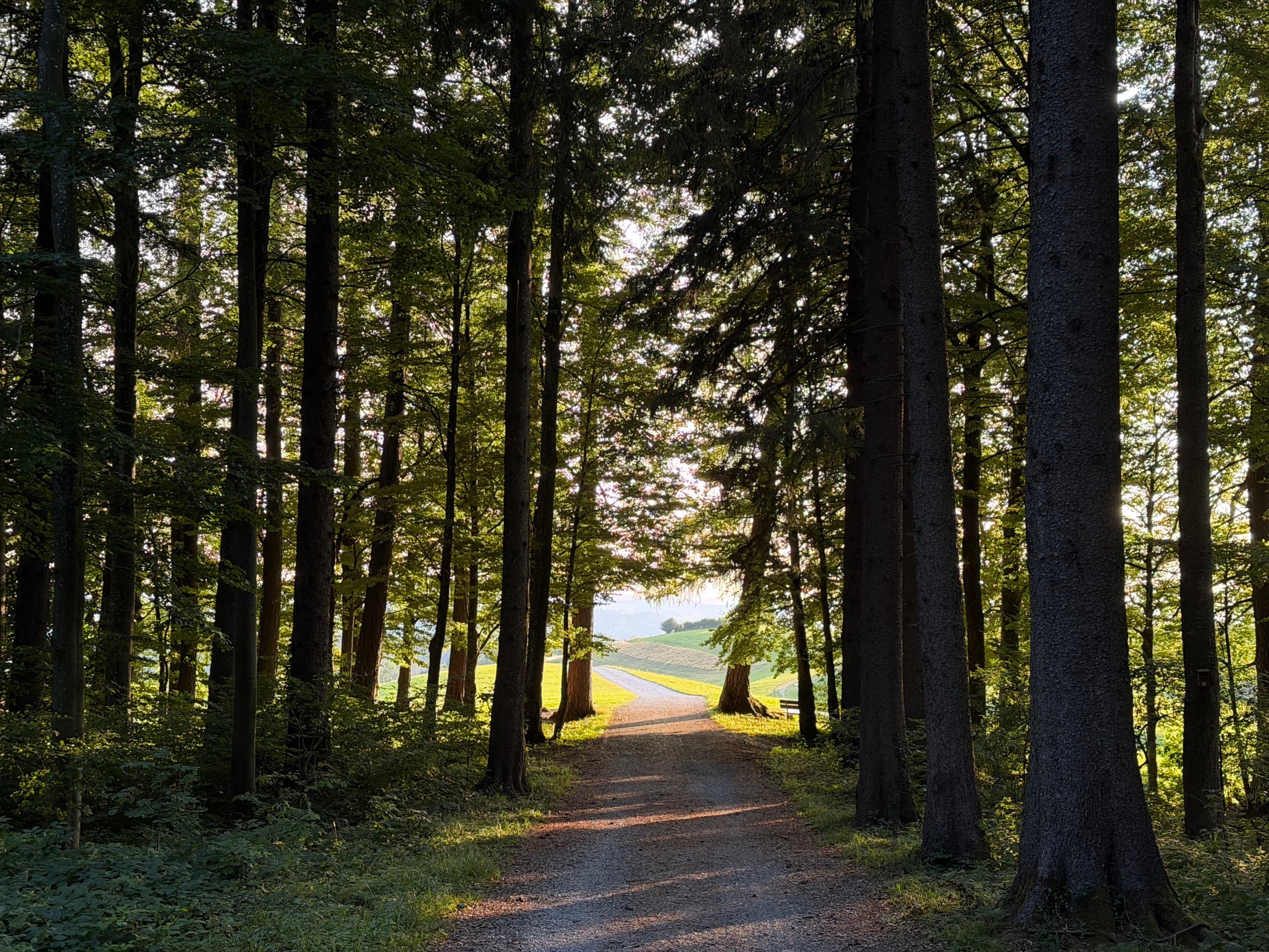 Waldweg im Abendlicht, der auf eine offene Wiese führt